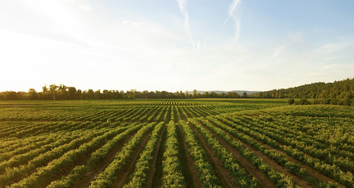 rows of green crops in field at sunset
