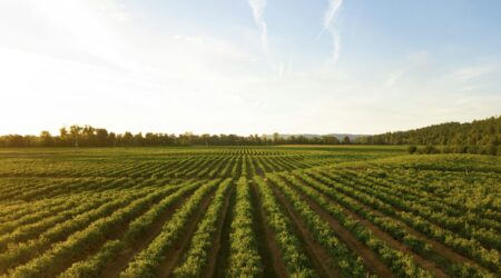 rows of green crops in field at sunset