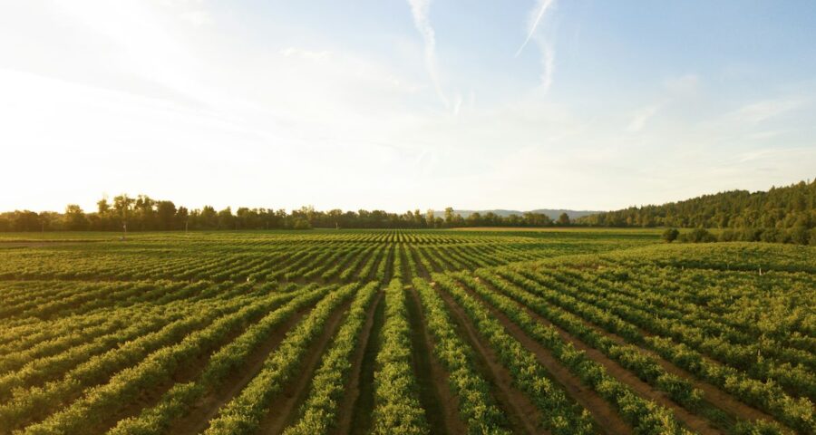 rows of green crops in field at sunset