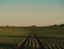 Rows of crops across farmland at sunset