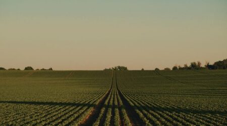 Rows of crops across farmland at sunset