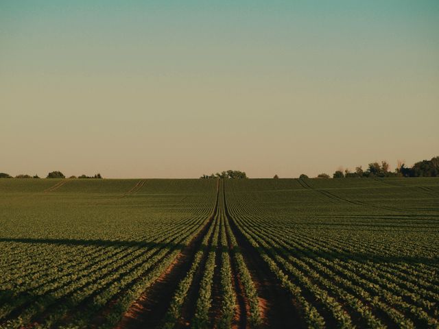 Rows of crops across farmland at sunset